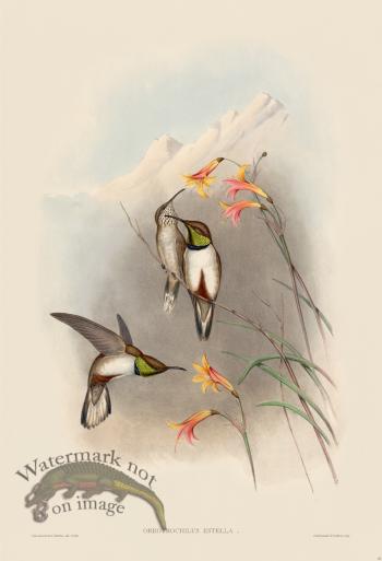 Gould Hummingbird 070